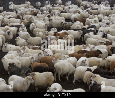 Pecore roundup, Islanda Foto Stock