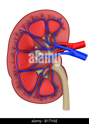 Rene sezione trasversale Foto Stock