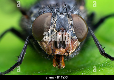 Occhi composti di un comune Housefly Foto Stock