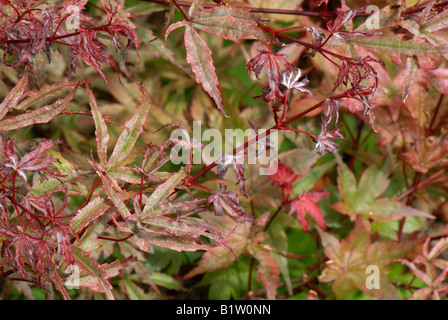 Oidio sulle foglie di un piccolo rosso lasciava in acero giapponese Foto Stock