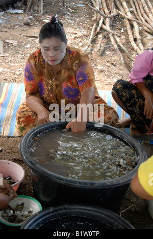 Pulizia di ostriche in mare gypsy village PHUKET THAILANDIA Foto Stock