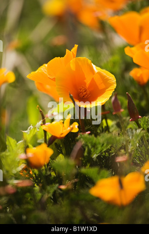 In California il papavero a Montana de Oro del Parco Statale di Los Osos California Foto Stock