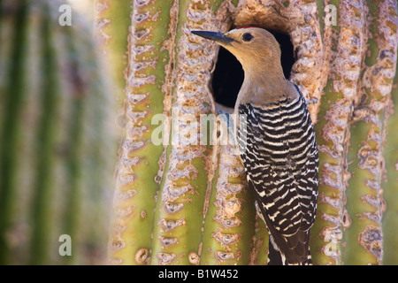 Un Gila picchio rosso maggiore in corrispondenza di una cavità di nido in un cactus Saguaro McDowell montagna Parco Regionale vicino alla fontana sulle colline vicino a Phoenix in Arizona Foto Stock