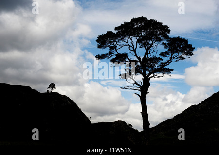 Un pino silvestre tree silhouette contro un blu cielo nuvoloso. Highland, Scozia Foto Stock