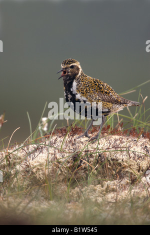 Golden plover Pluvialis apricaria estate Scozia Scotland Foto Stock