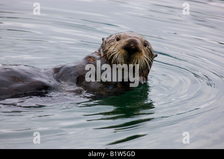 Sea Otter Enhydra lutris Cordova Alaska Foto Stock