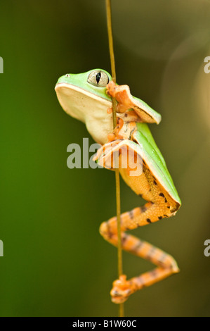 Phyllomedusa Tomopterna Tiger-Striped rana foglia appeso su un vitigno nella foresta pluviale, Ecuador Foto Stock