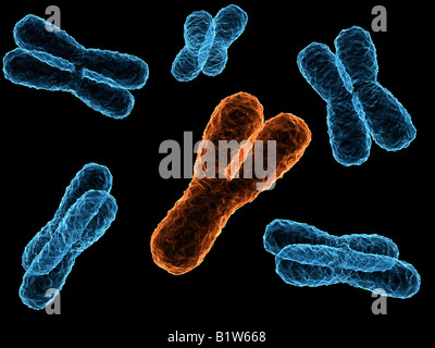 x - cromosomi Foto Stock