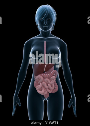 Sistema digestivo Foto Stock