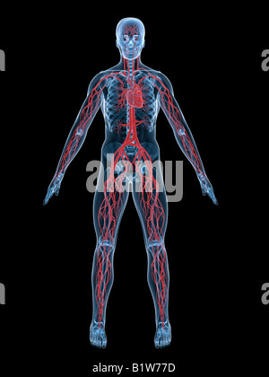 sistema vascolare Foto Stock