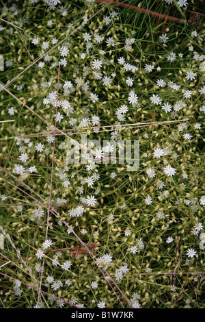 Marsh Stitchwort Stellaria palustris Caryophyllaceae Foto Stock