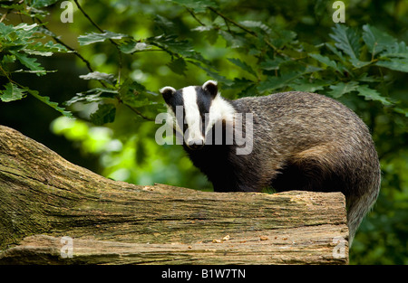 Tasso (Meles meles) Foto Stock