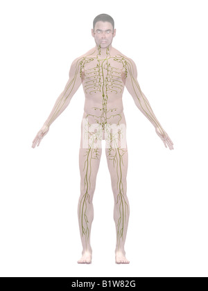 Sistema linfatico Foto Stock
