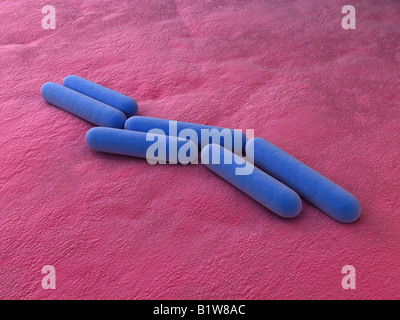 Bacillus subtilis Foto Stock