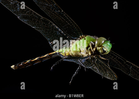 Femmina Clearwing verde Dragonfly Erythemis simplicicollis Foto Stock