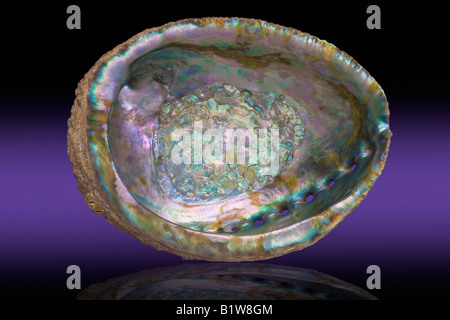 Iridato Abalone guscio interno Foto Stock