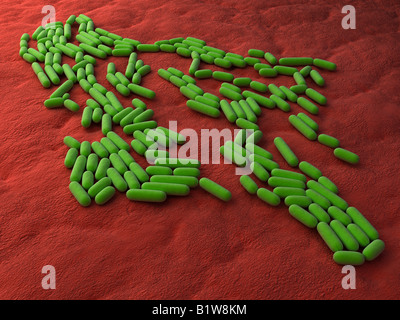 Bacillus subtilis Foto Stock