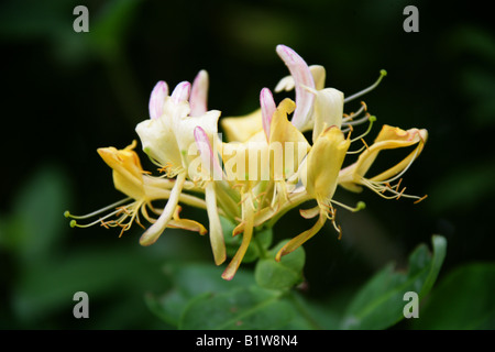 Caprifoglio Lonicera periclymenum Caprifoliaceae British selvaggio fiore Foto Stock