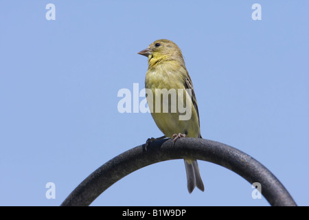 Minor Cardellino appollaiato su un palo con cielo blu sullo sfondo Foto Stock