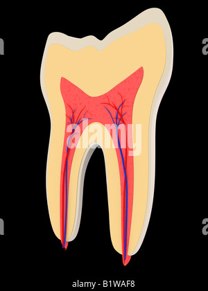 dente Foto Stock