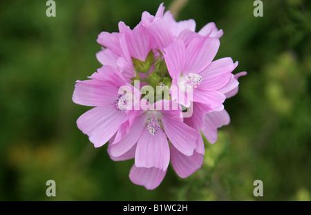 Muschio di Malva, Malva moschata, Malvaceae. Fiore selvatico britannico. Foto Stock