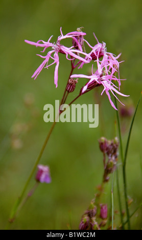 Ragged Robin, Lychnis flos-cuculi Caryophyllaceae, Foto Stock