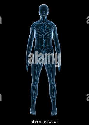 Sistema linfatico Foto Stock