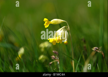 Cowslip un fiore selvatico e membro della famiglia di Primula Foto Stock