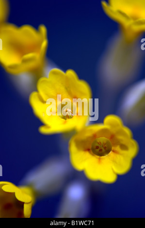 Cowslip un fiore selvatico e membro della famiglia di Primula Foto Stock