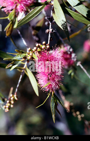 Willow scovolino da bottiglia- Callistemon salignus-famiglia Proteaceae Foto Stock