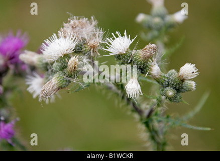 Marsh Thistle o palude europea Thistle Cirsium palustre di variazione di colore bianco Foto Stock