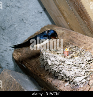 Hirondelle rustique Barn Swallow Hirundo rustica alimentazione di pulcini nel nido Animali Animali aves neonati baby fienile uccelli bird chick ch Foto Stock