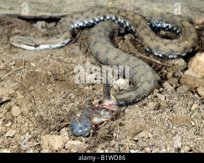 Vipere aspi Aspisviper vipera comune Vipera aspis parto piccole vipere accouchement animali Asp Aspic Viper Viper Aspisvipern Eur Foto Stock