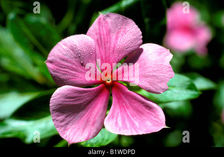 Impazienza Fleissiges Lieschen occupato Lizzie Balsamina Impatiens Walleriana fioritura Balkonpflanzen Balsamiengewaechse Balsaminaceae Foto Stock