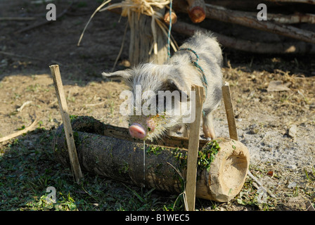 Fissata e mangiare maialino, Nyaungshwe, Lago Inle, MYANMAR Birmania Birmania, ASIA Foto Stock