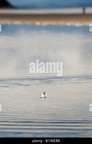 Strisce di piume di uccelli che galleggiano sul mare a Findhorn beach, murene, Scozia Foto Stock