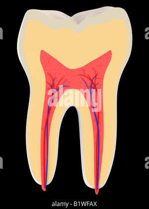 taglio del dente Foto Stock