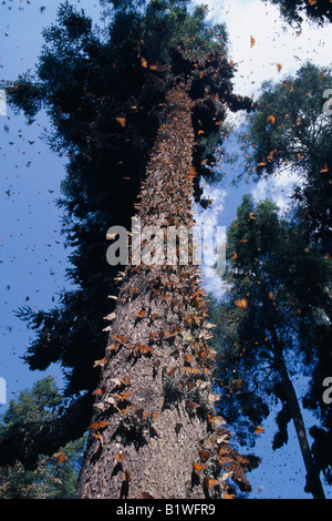 Messico Michoacan Stato El Rosario Santuario della Farfalle massa di farfalle monarca sul tronco di albero e nell'aria circostante Foto Stock