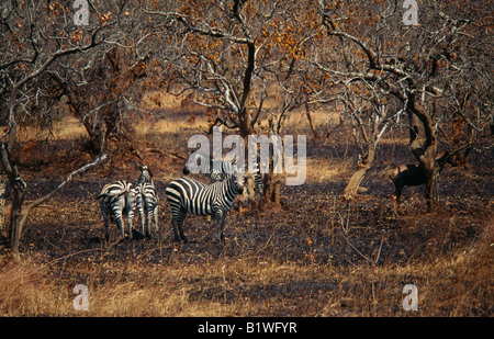 Ruanda Africa centro-orientale Regione Nord est Kagera Parco Nazionale NP Zebra tra alberi di scrub su praterie Foto Stock