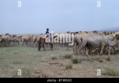 MONGOLIA deserto dei Gobi Biger Negdel Foto Stock