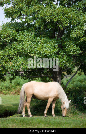 Inghilterra Hampshire la Nuova Foresta Ogden Purlieu del vicino villaggio di Ogden singola bianco New Forest pony stallone pascolo sotto agli alberi Foto Stock