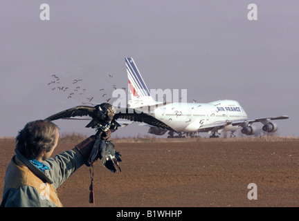 Falconer con Peregrin Falcon e all aeroporto di Tolosa Francia aerei antunes protezione aerea di uccelli rapaci falcoaria blu fal Foto Stock