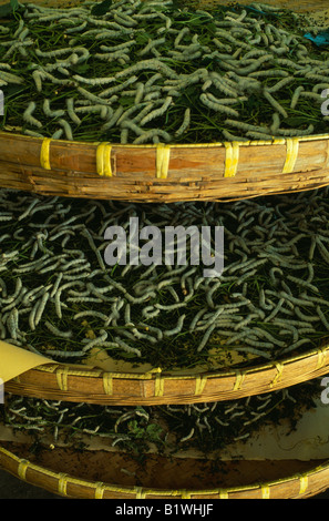 Cina Asia Jiangsu Suzhou museo della seta bachi da seta alimentazione su foglie di gelso in poco profonda, bamboo cremagliere Foto Stock