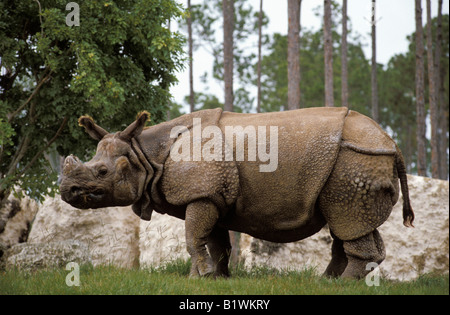 Rhino indien Panzernashorn grande rinoceronte indiano maggiore il rinoceronte indiano Rhinoceros unicornis miami zoo animali Asia Asien e Foto Stock