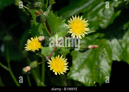 Buon sow thistle Sonchus oleraceus fiori Foto Stock