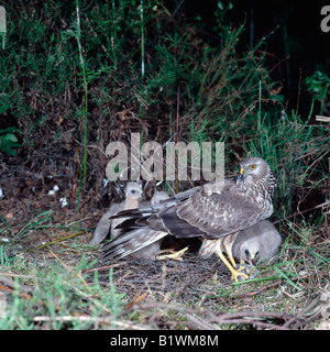 Albanella reale Circus cyaneus femmina su post con youngs a nido busard Saint martin france Aves Busard Saint Martin Europa Foto Stock