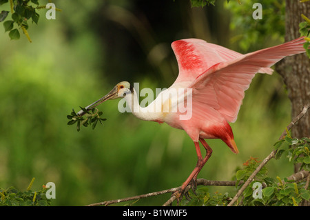 Roseate Spoonbill raccolta di materiale di Nesting Foto Stock