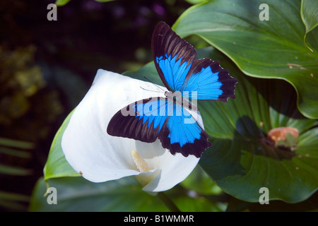 Blue Morpho Butterfly Foto Stock