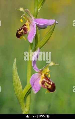 Bee Orchid Ophrys Apifera Due fiori Foto Stock