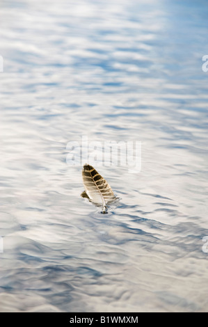 Strisce di piume di uccelli che galleggiano sul mare a Findhorn beach. Moray, Scozia Foto Stock